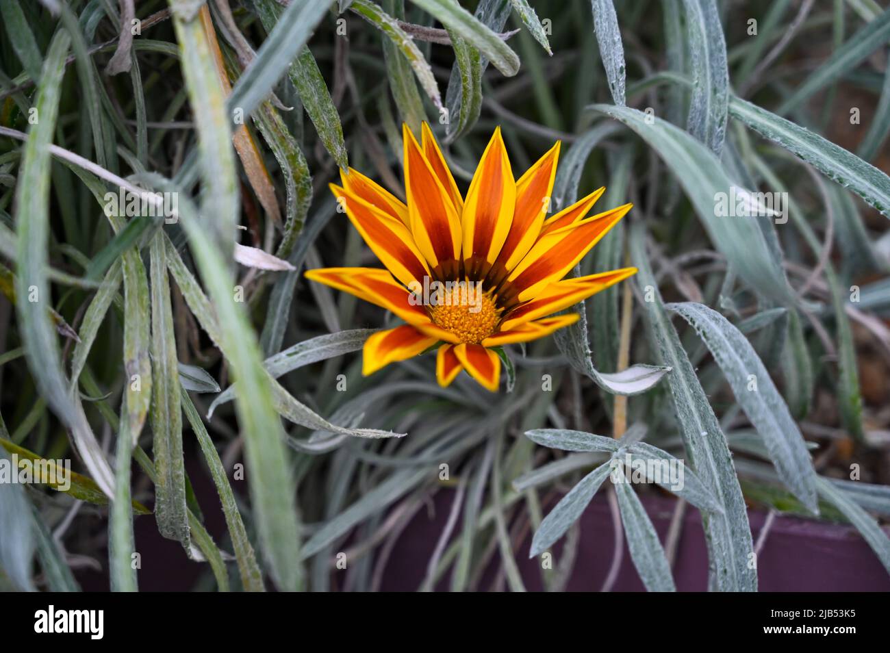 Gazania Blumen oder afrikanische Gänseblümchen. Gazania rigens Stockfoto