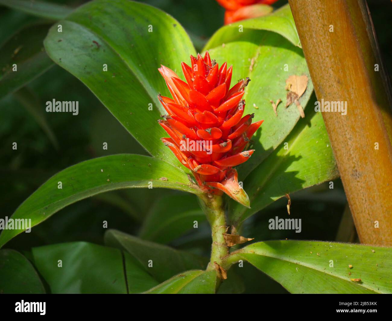 Costus woodsonii (roter Knauf-Ingwer) mit exotischen torpedos-förmigen Blüten Stockfoto