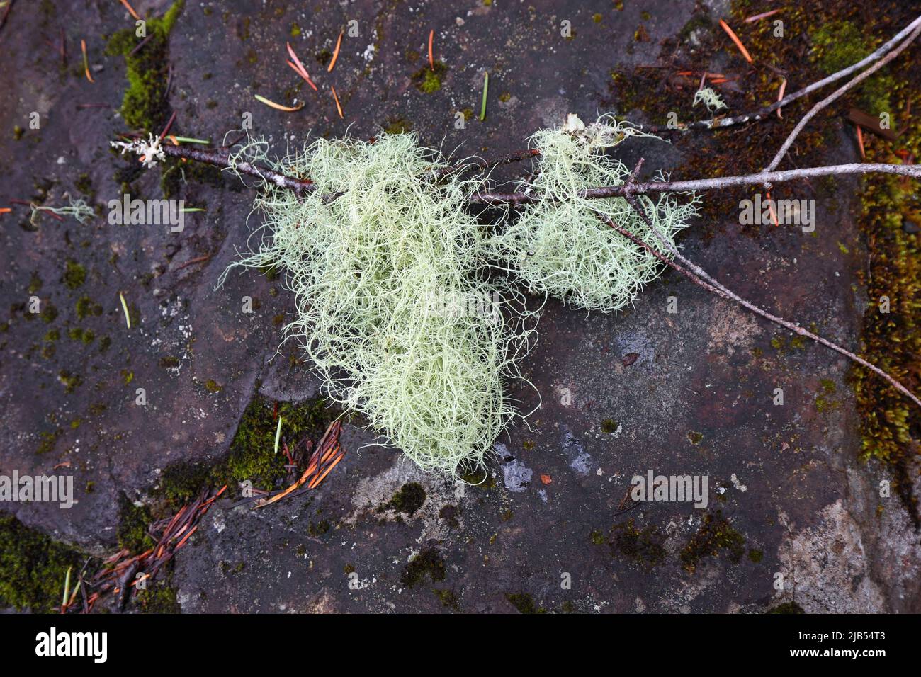 Zwei Klumpen von Hexenhaare Flechten, Alectoria sarmentosa, fruticose Flechten umflochten einen Ast, der zu Boden fiel, Columbia River Gorge, OR Stockfoto
