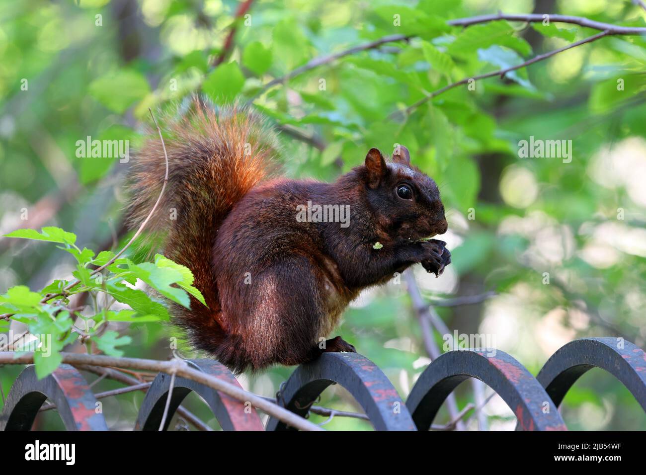 Ein weibliches Ostfuchshörnchen (Sciurus niger) mit rötlich-brauner und schwarzer Fellfarbe auf einem Zaun, der eine Baumknospe frisst, Bronx, New York. Schwarzes Eichhörnchen Stockfoto