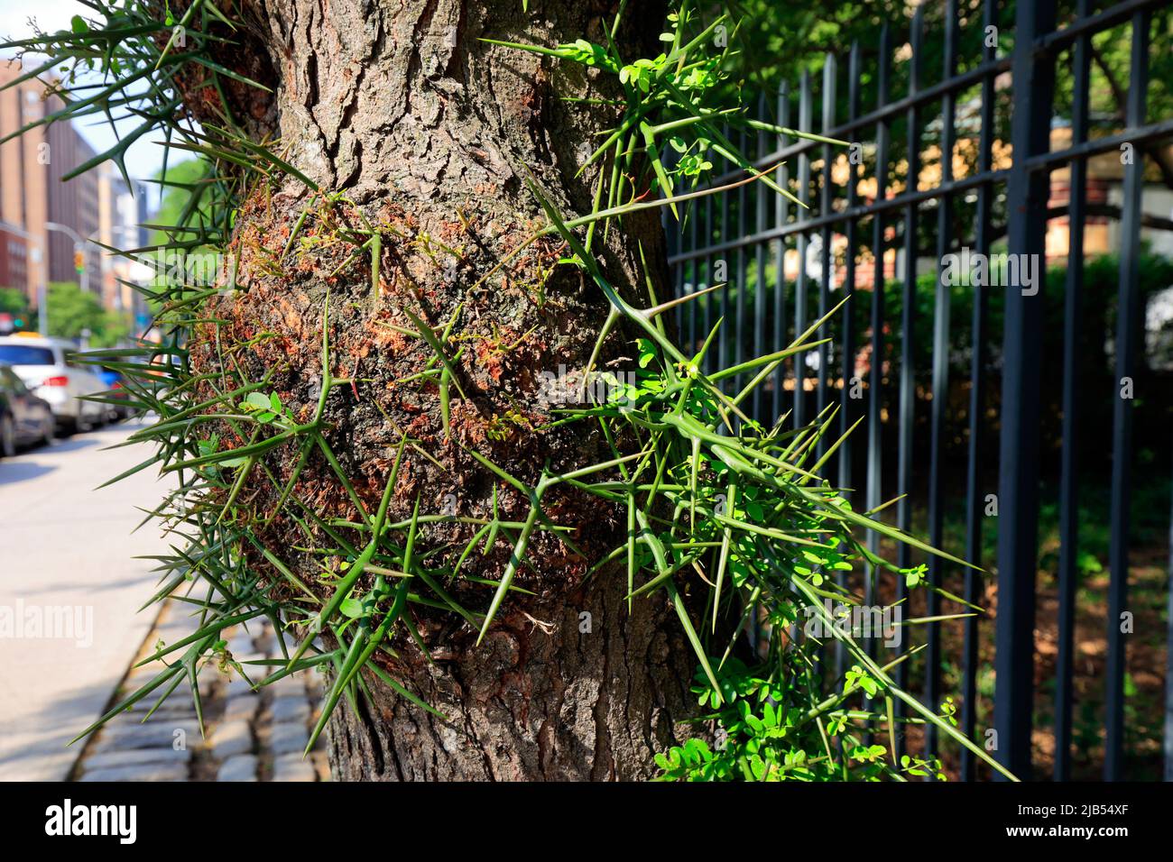 Eine dornlose Honigschrecke, Gleditsia triacanthos var. inermis, mit Dornen und Baumkrümmen auf seinem Stamm, Manhattan, New York. Stockfoto