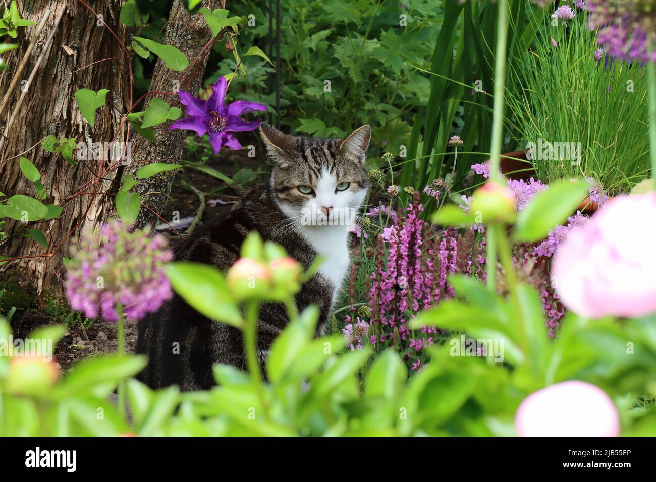 Eine kleine Katze legt zwischen blühenden Blumen in einem Garten eine kleine Pause ein Stockfoto