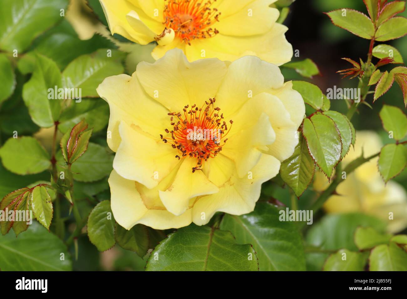Nahaufnahme einer hübschen goldgelben Blume des Perserrosendukaten mella Stockfoto