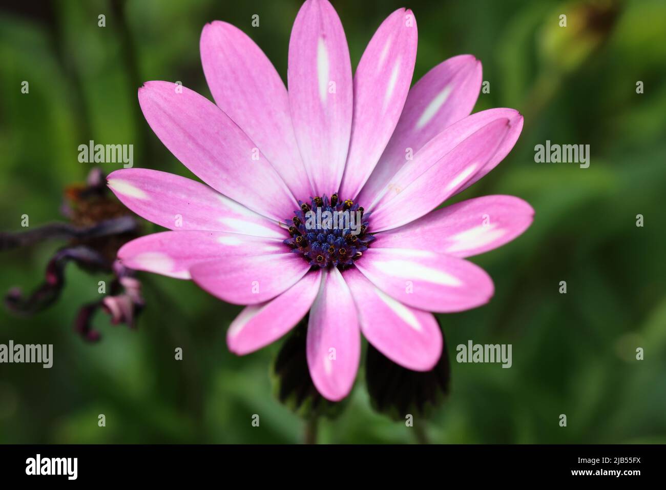 Nahaufnahme einer hübschen hellvioletten osteospermum-Blume mit Blick auf den Blütenkopf, der aus einer zentralen Scheibe besteht, die eine Reihe winziger Individuen enthält Stockfoto