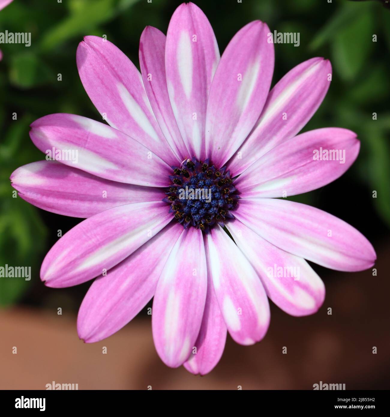 Nahaufnahme einer zweifarbigen Blume mit hellvioletten und weißen Farben, direkter Blick in die offene Blume mit ihrem dunkelvioletten Blütenzentrum Stockfoto