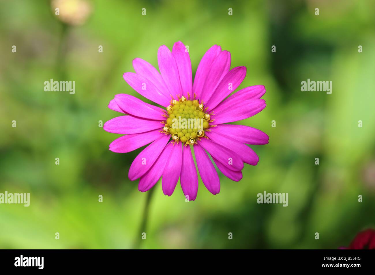 Nahaufnahme einer rosa brachyscome multifida Blume vor einem grünen verschwommenen Hintergrund, Kopierbereich Stockfoto