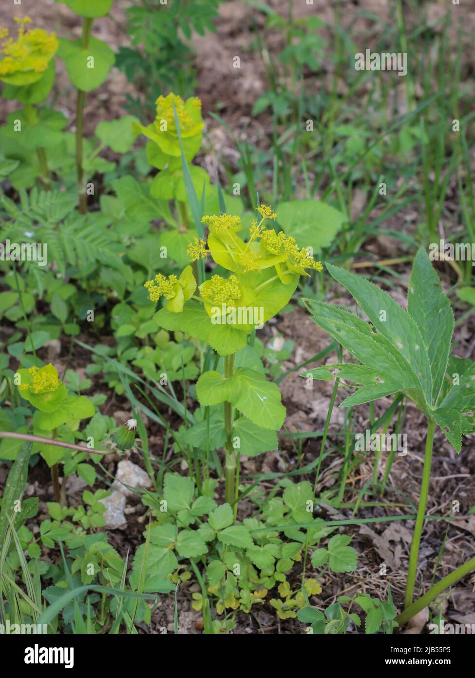 limonengrün und gelbe Brakte von Smyrnium perfoliatum im Westen Serbiens Stockfoto