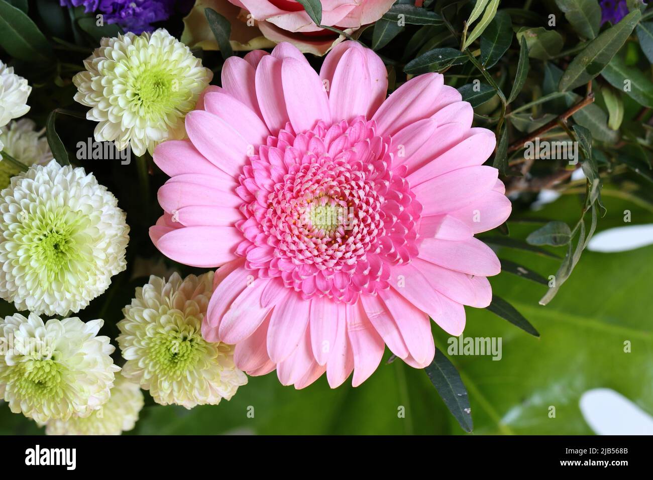 Nahaufnahme einer schönen hellrosa Gerbera in einem Blumenstrauß Stockfoto