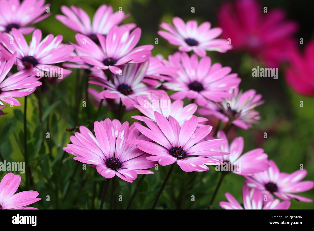 Seitenansicht von schönen hellvioletten osteospermum-Blumen in einem Gartenbett, selektiver Fokus Stockfoto