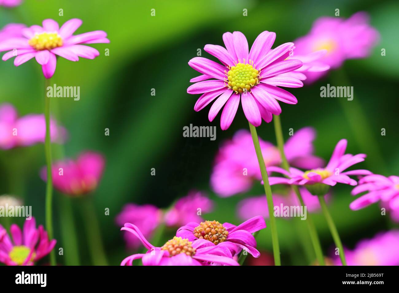 Nahaufnahme einer hübschen rosa Brachyscome-Multifida-Blume in einem Blumenbett, selektiver Fokus, grün verschwommener Hintergrund Stockfoto