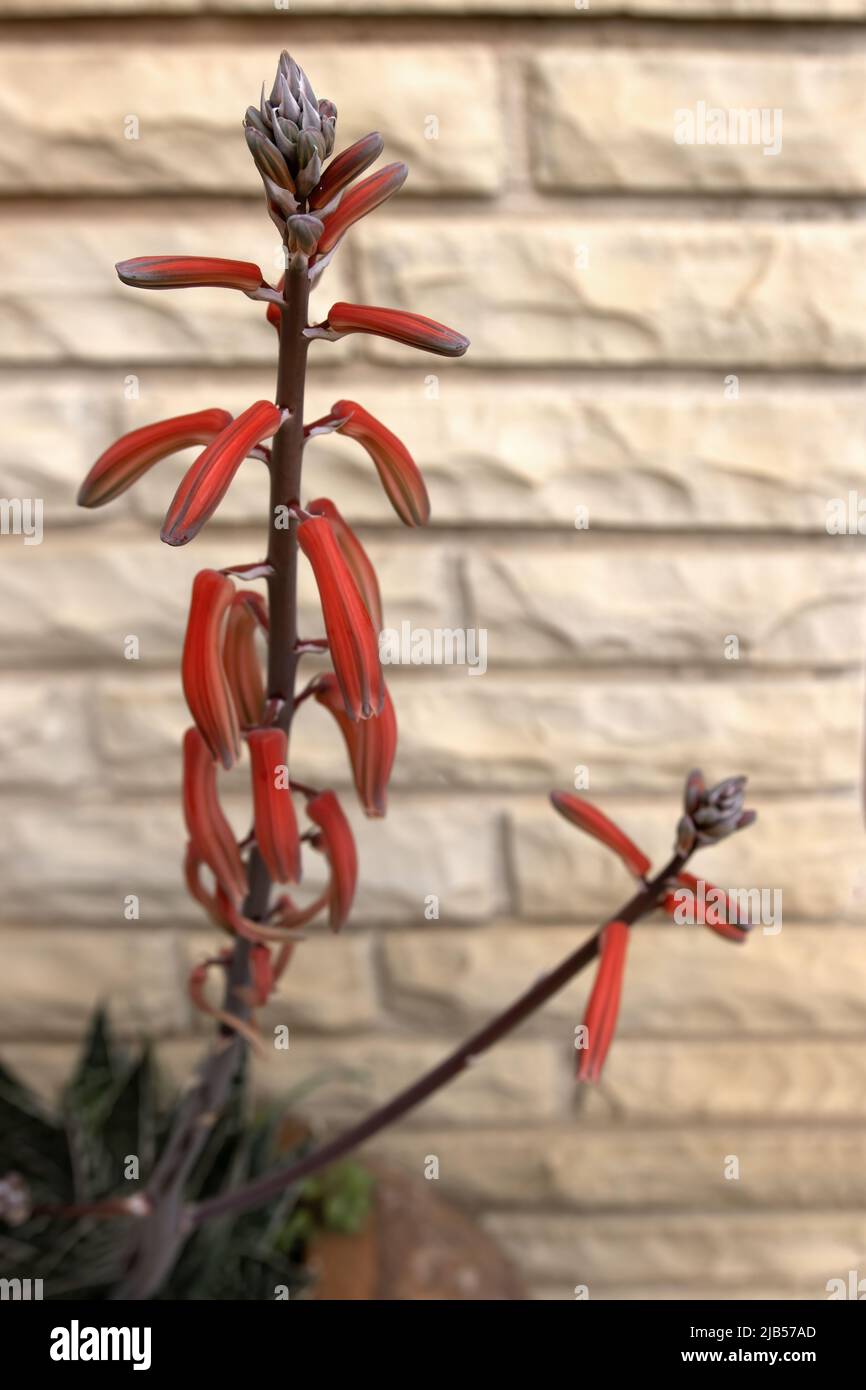 Pflanzenblume, ein Kaktus, Aloe variegata, Gonialoe variegata,  gebruchlicher Name Tiger Aloe Stockfotografie - Alamy