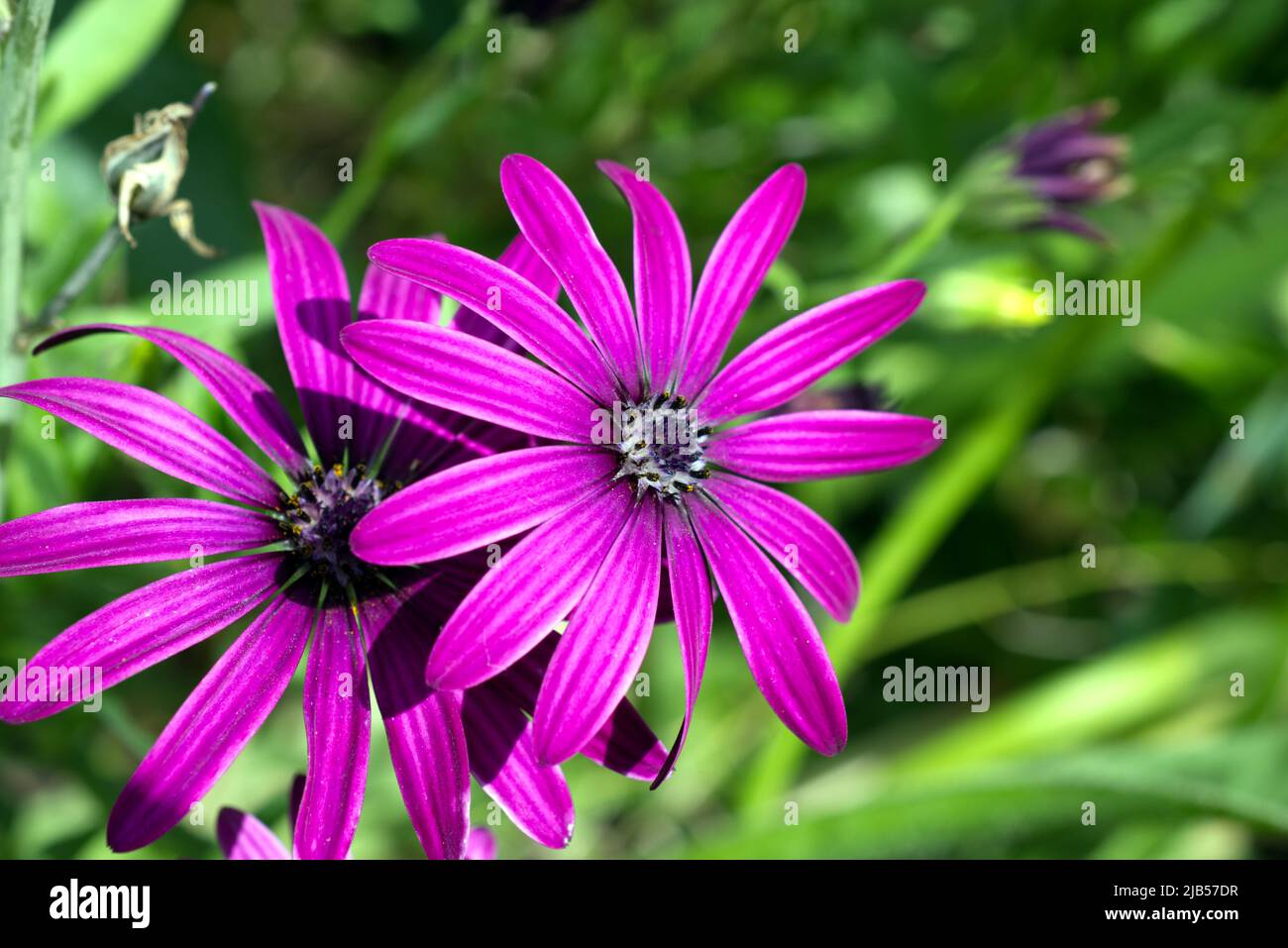 Eine farbenfrohe, pinkig-violette Gänseblümchen-Blume überschattiert einen anderen mit grünem Hintergrund. Stockfoto