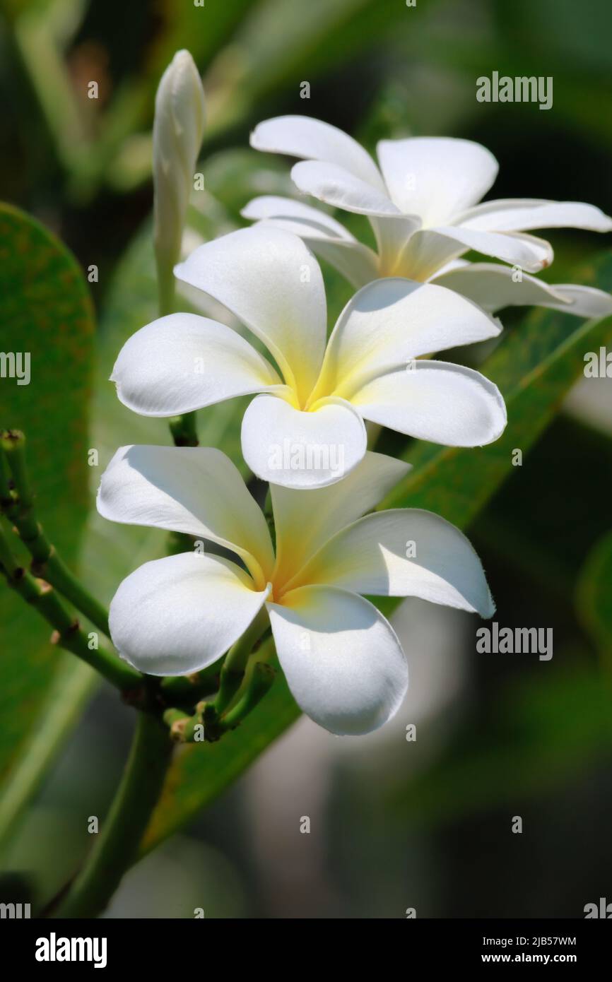 Frangipani, Plumeria, Tempelbaum, Friedhof Baum Blumen im Sommer. Stockfoto