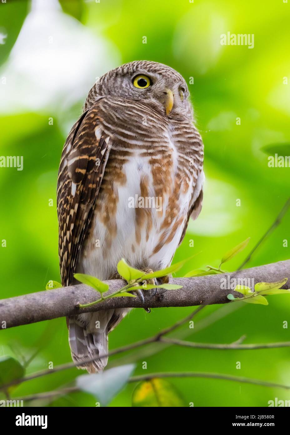 Asian Barred Owlet, Glaucidium cuculoides Vögel auf dem Baum im natürlichen Wald Stockfoto