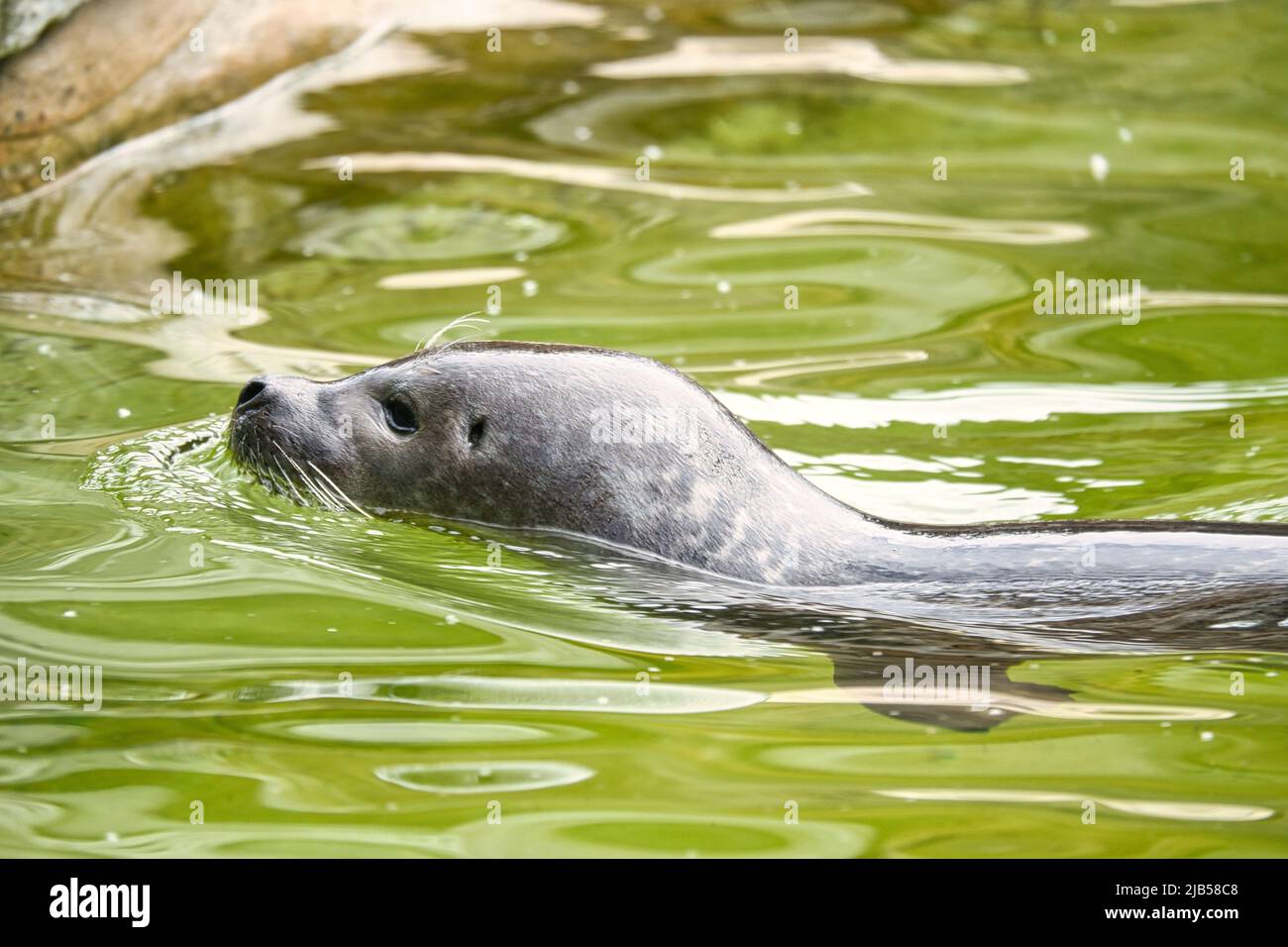 Seehund schwimmend im Wasser. Nahaufnahme des Säugetiers. Gefährdete Arten in Deutschland. Tierfoto Stockfoto