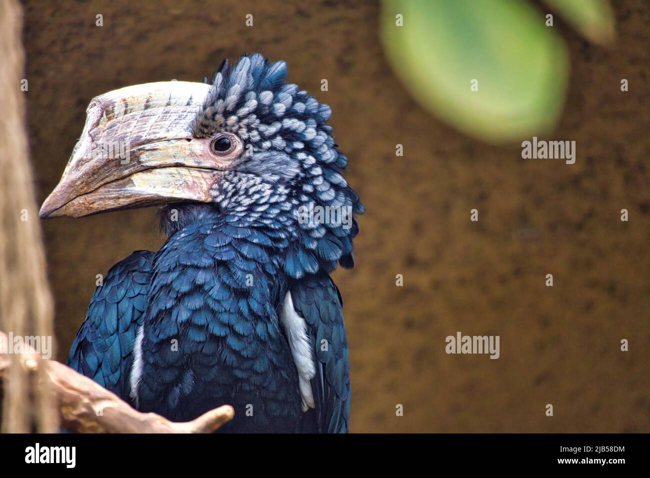 Silberfarbener Hornschnabel auf einem Ast. Buntes Gefieder. Großer Schnabel australischer Vögel. Tierfoto Stockfoto