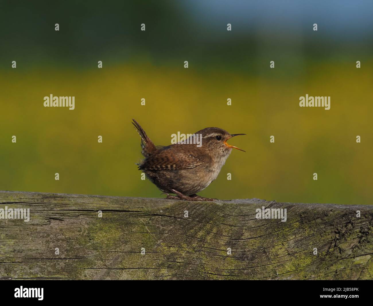 Wren singen durch die Brutzeit und sprechen ihre Territorien aus. Stockfoto