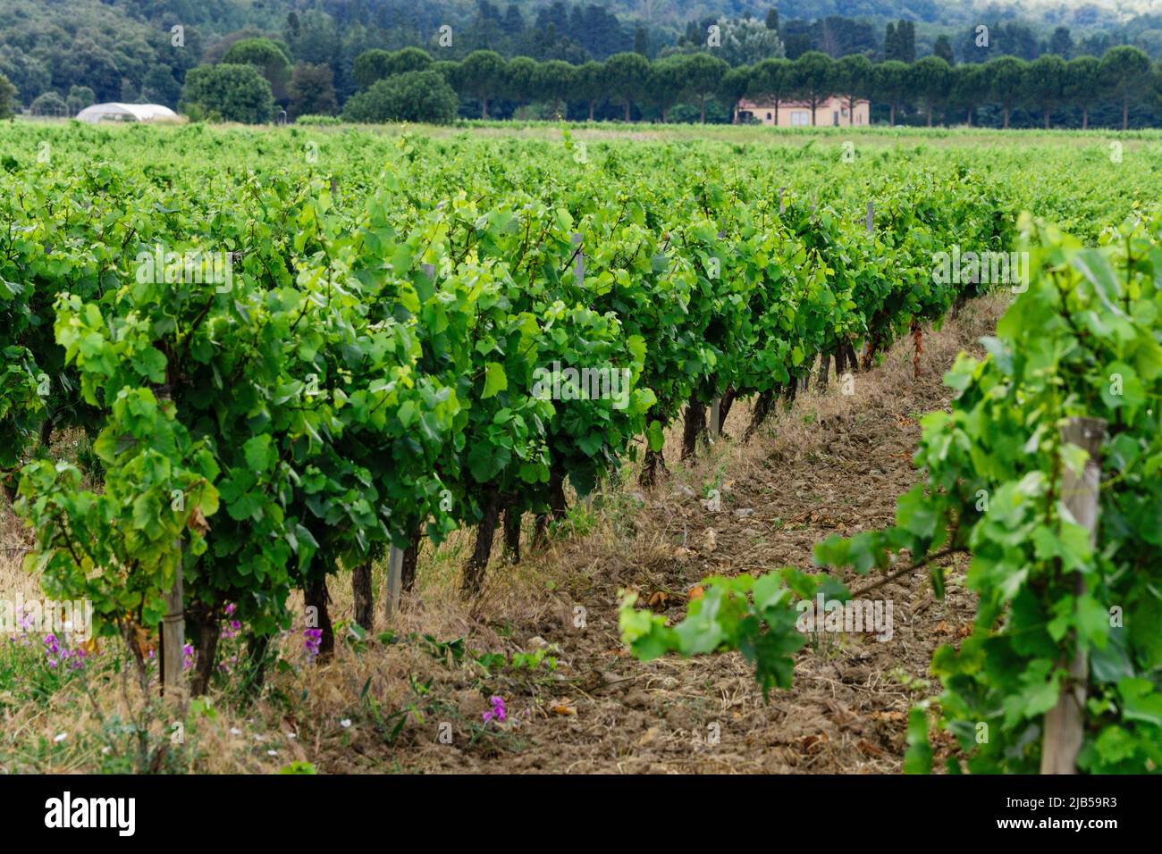 Campo de Vides (vignoble du Languedoc-Rousillon), pirineos Orientales, Francia, Europa. Stockfoto