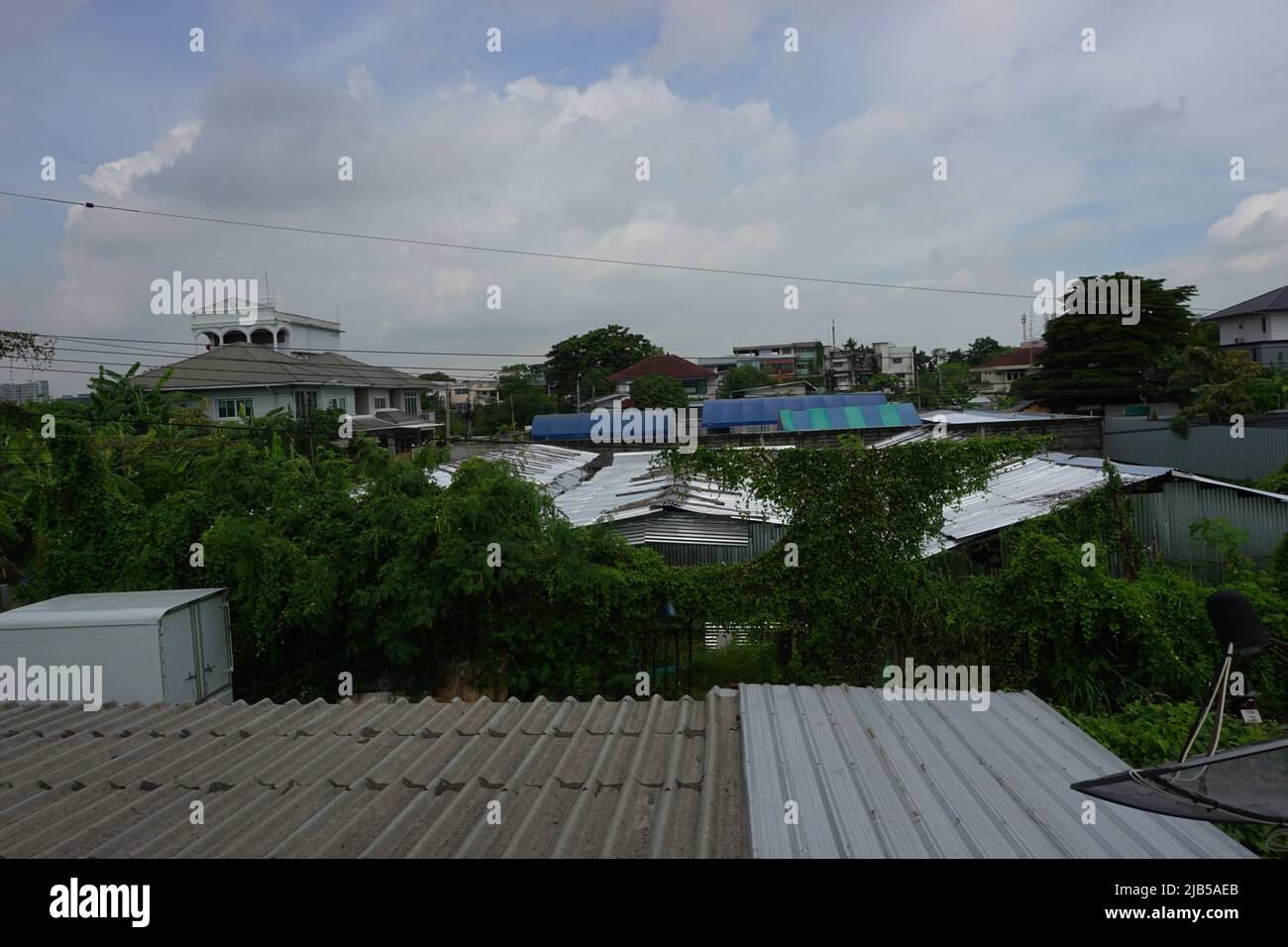 Neben dem Zaun wächst ein Kürbis Stockfoto