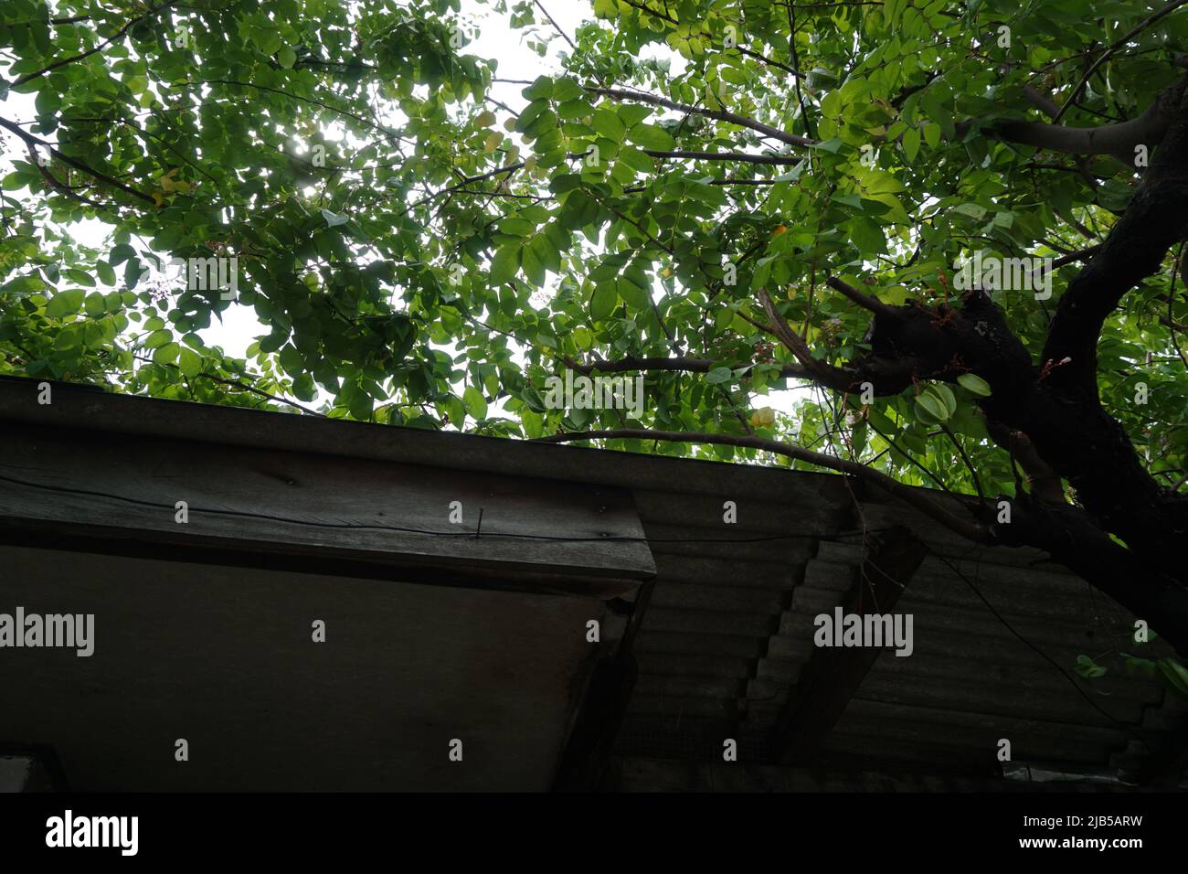 Neben dem Zaun wächst ein Kürbis Stockfoto