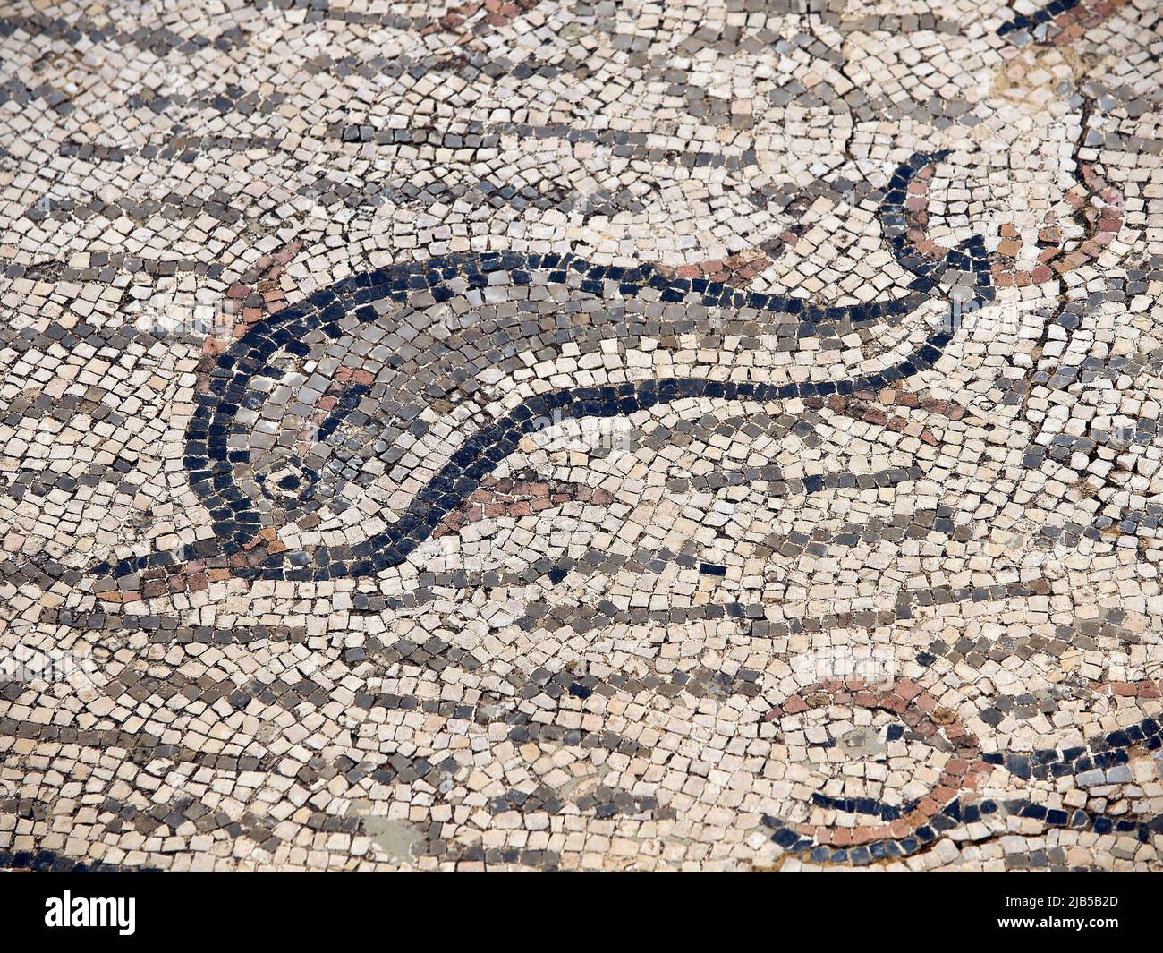 Mosaicos de la casa de orfeo. Ciudad Romana de Volubilis(II d. c. ), yacimiento arqueologico. Marruecos. Stockfoto