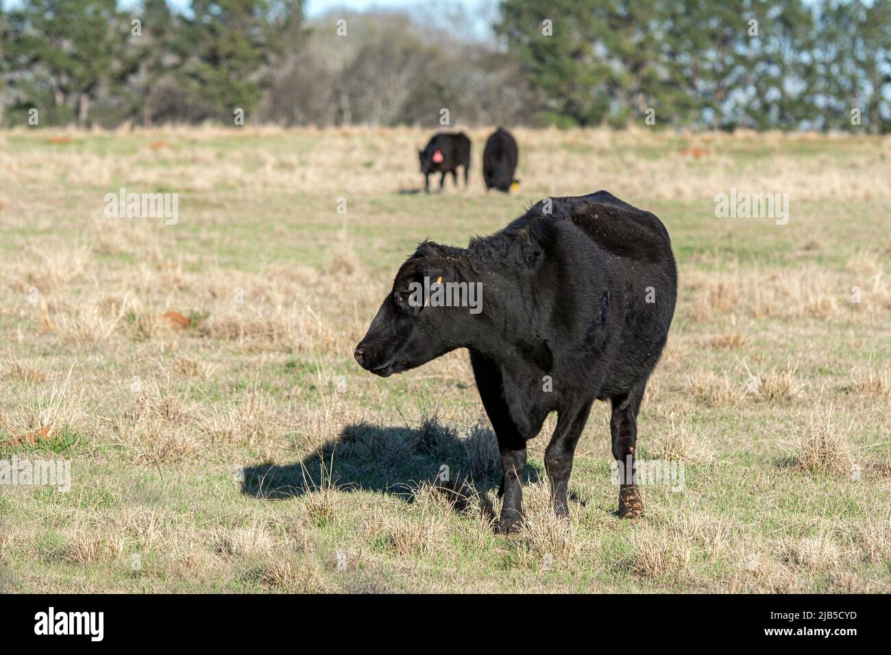 Angus-Brut-Kuh im Vordergrund, links mit zwei anderen Rindern im Hintergrund, unscharf. Stockfoto