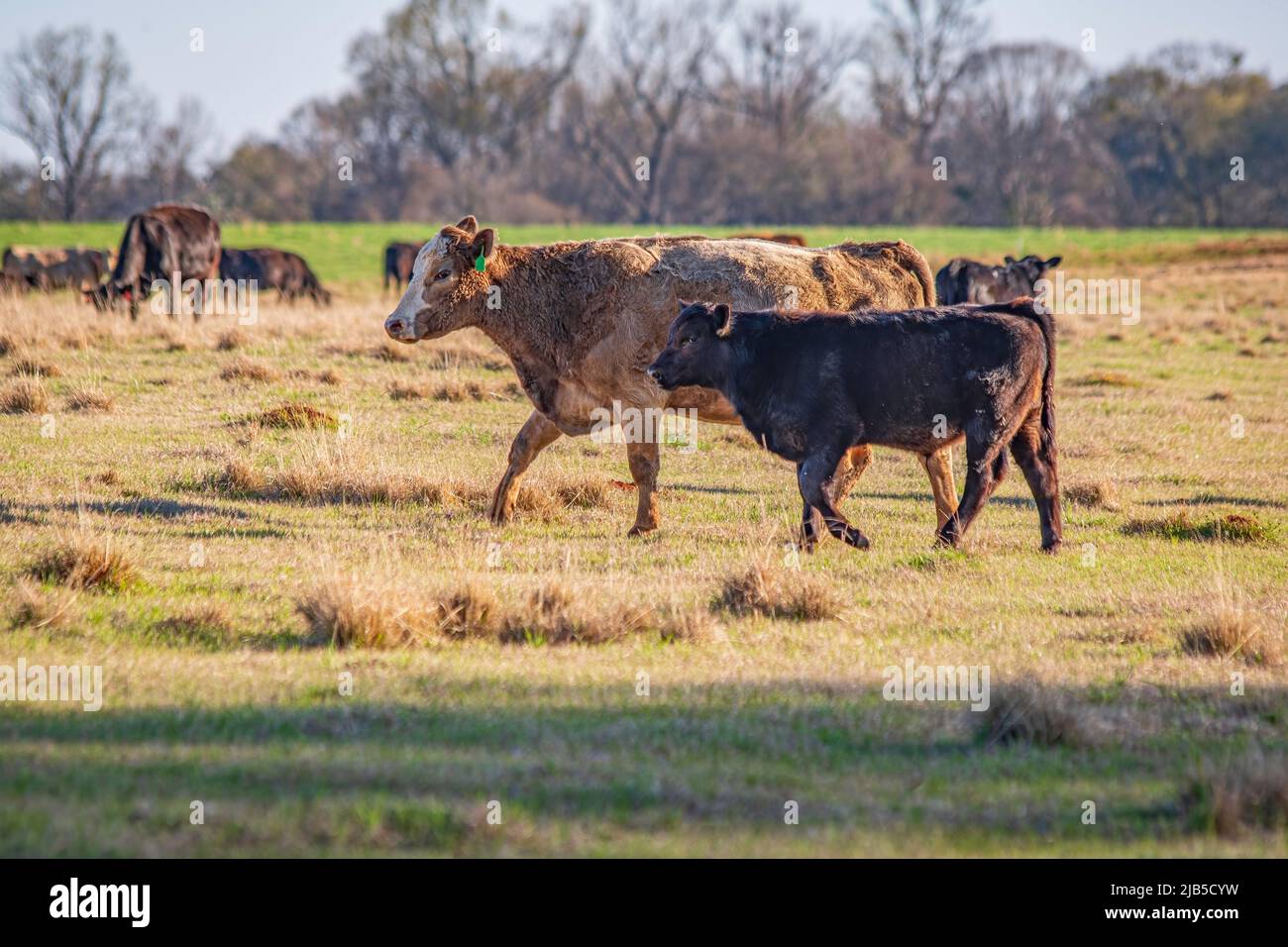 Auf einer Weide im frühen Frühjahr im Süden der Vereinigten Staaten wandern gekreuzte Rinderkuh und -Kalb nach links, wobei die Herde im Hintergrund nicht fokussiert ist. Stockfoto