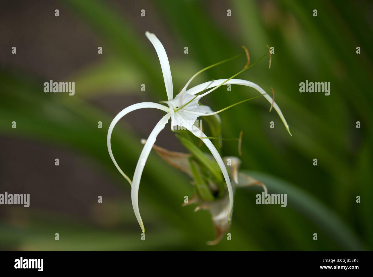 Weiße Blüten von Hymenocallis, Spinnenlilie, natürlicher Makro-floraler Hintergrund Stockfoto