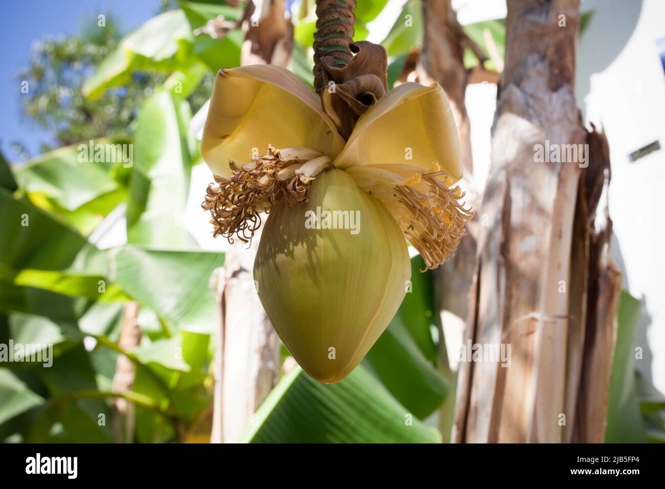 Bananenpalme hängt. Eine große gelbe Blume. Stockfoto