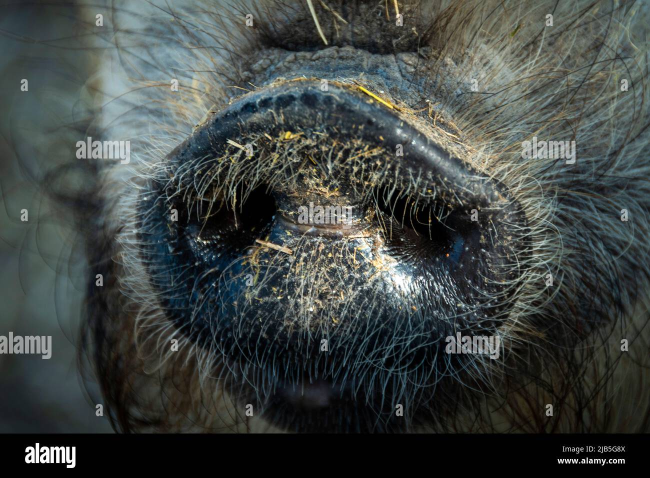 Schnauze eines Hausschweins Stockfoto