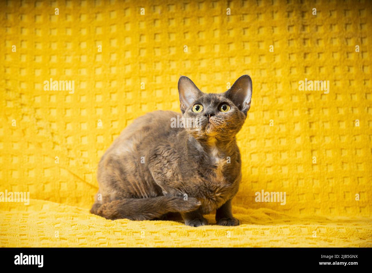 Junge Erwachsene Grau Grau Devon Rex Katze Sitzend. Kurzhaarige Katze der englischen Rasse auf gelber Plaid Hintergrund. Kurzhaar-Pet Cat Schaut Nach Oben. Stockfoto