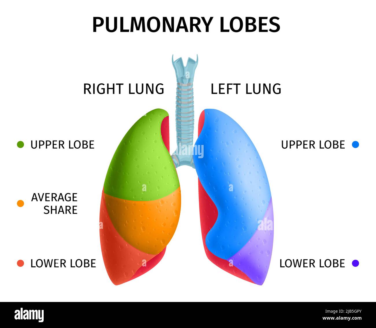 Anatomie-Diagramm der oberen unteren Lappen des menschlichen Lungenrespiratorsystems informative bunte Infotafel medizinisches Poster Vektorgrafik Stock Vektor
