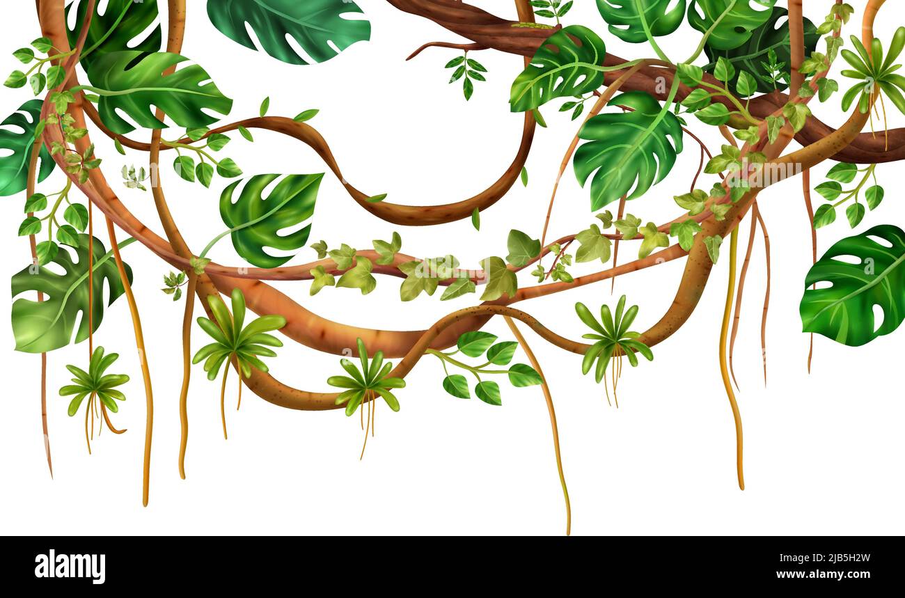 Tropischer Dschungel Klettern holzige Liane Rebe dekorativen realistischen Hintergrund mit Fan wie Monstera Pflanze Blätter Vektor-Illustration Stock Vektor