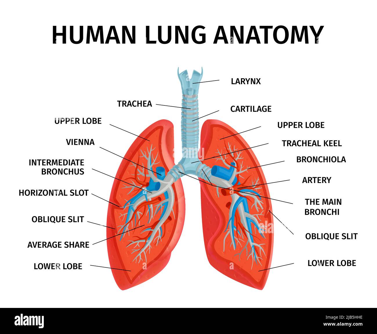 Anatomie des menschlichen Lungenrespiratorsystems Anatomiediagramm medizinisch pädagogisch Klassenzimmer Referenzdiagramm Poster weißer Hintergrund Vektorgrafik Stock Vektor