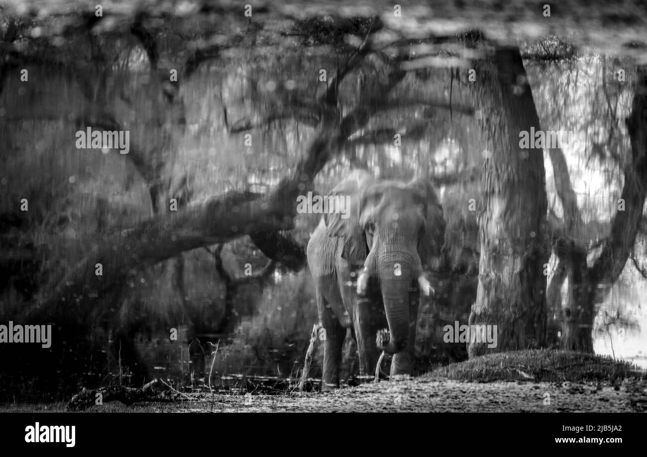 Elefanten fressen Gras am Pool im Mana Pools NP, nach Regen Stockfoto
