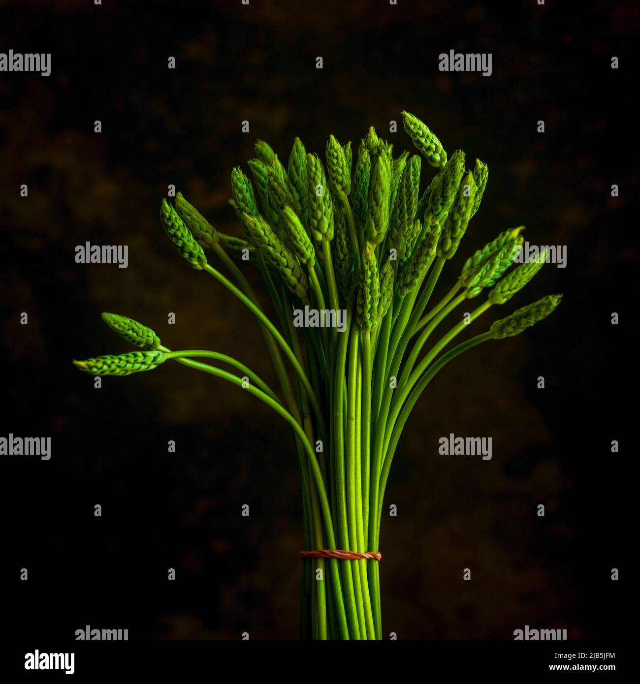 Spargelblüte -Fotos und -Bildmaterial in hoher Auflösung – Alamy