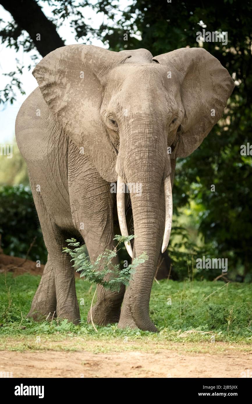 Elefanten fressen Gras im Mana Pools NP, nach Regen Stockfoto