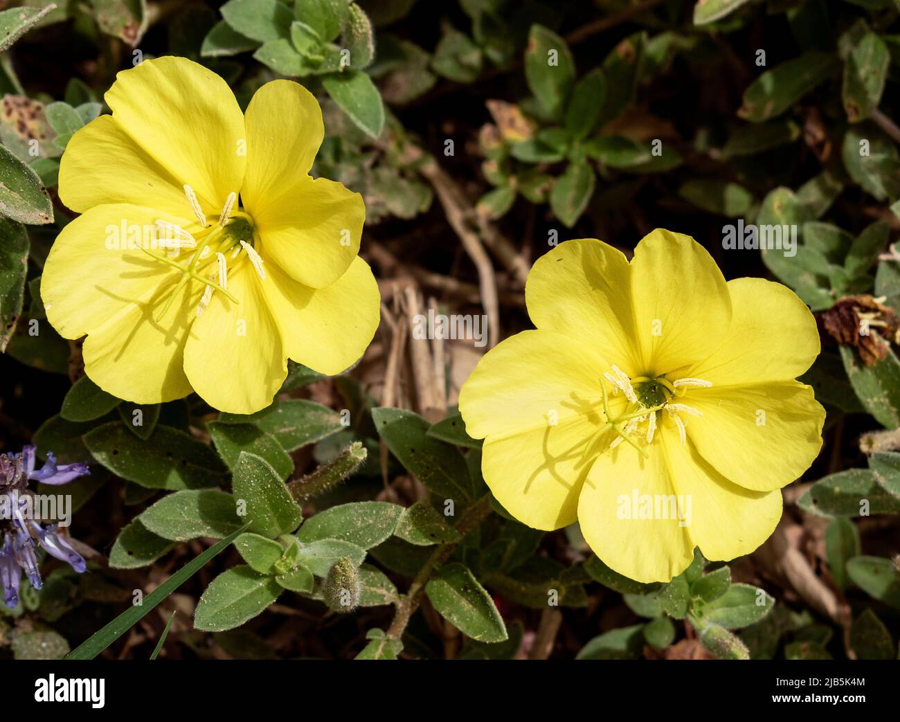 Zwei perfekte leuchtend gelbe Primrose-Blüten, umgeben von Blättern und anderer bodenbedeckender Vegetation Stockfoto