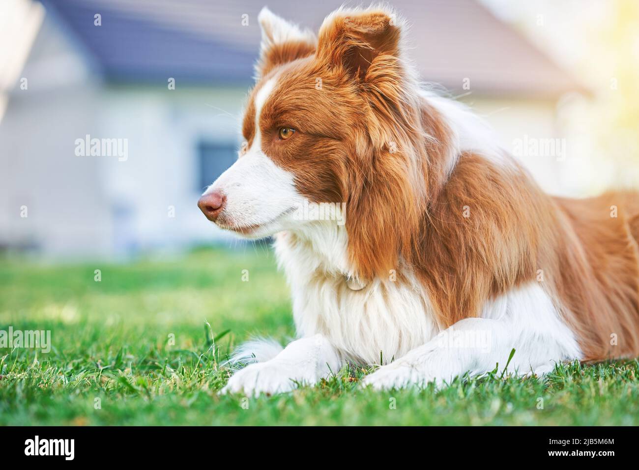 Bild von Schokolade braun weiß Grenze Collie Hund Stockfoto