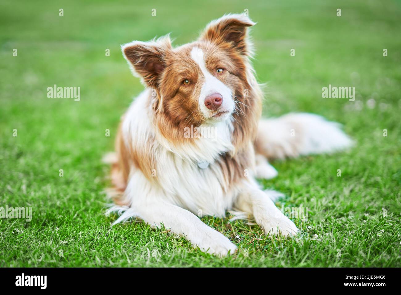 Bild von Schokolade braun weiß Grenze Collie Hund Stockfoto