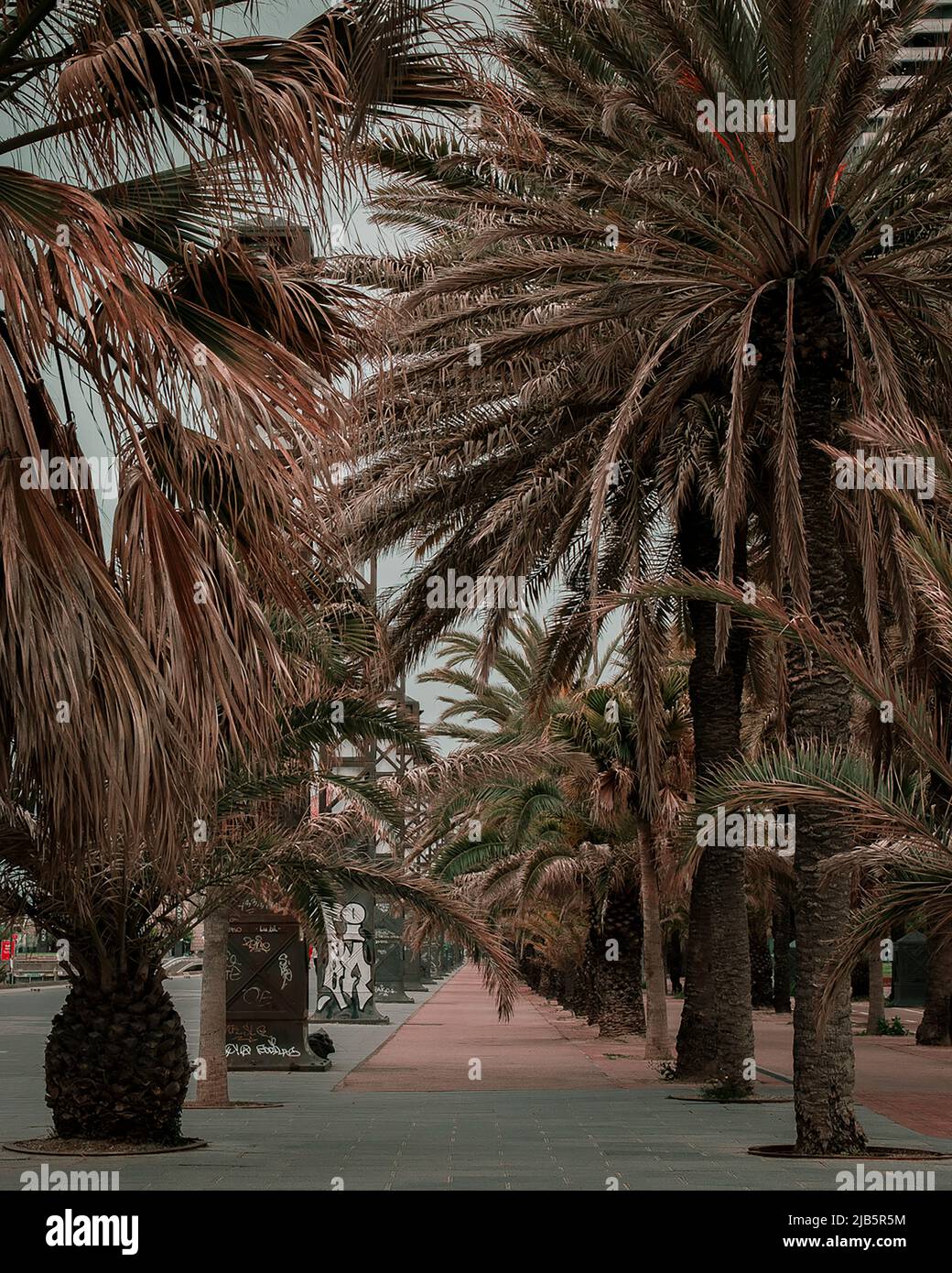 Spazieren Sie durch die Stadt unter Palmen in barcelona Stockfoto