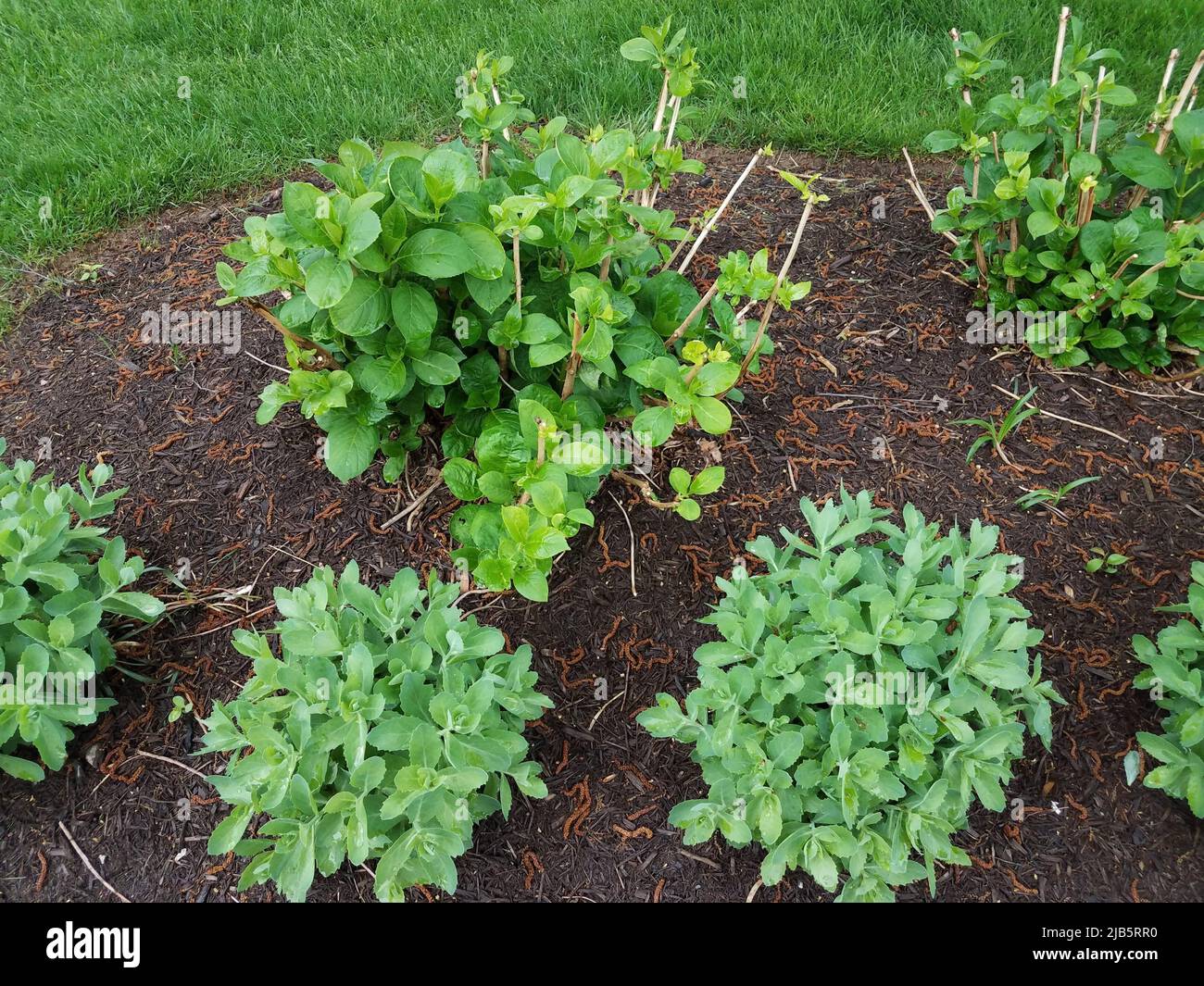 Nasse grüne Blätter auf Pflanze oder Busch in braunem Mulch oder Erde. Stockfoto