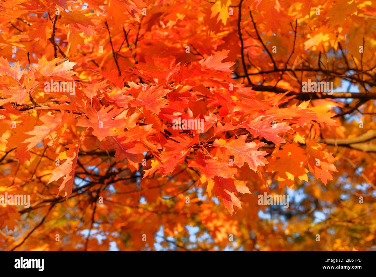Parken Sie in der Stadt. Orange und rote Herbstblätter Hintergrund. Herbstwaldlandschaft an einem sonnigen Tag mit Eichenlaub Hintergrund. Stockfoto