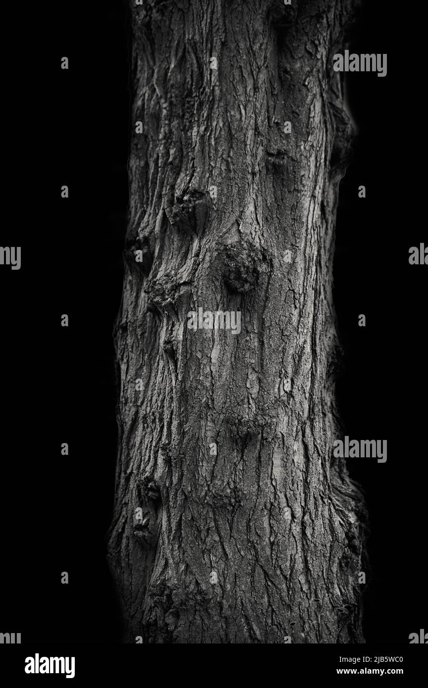 Schwarz-weiß monochrome Nahaufnahme eines Baumstamms Stockfoto