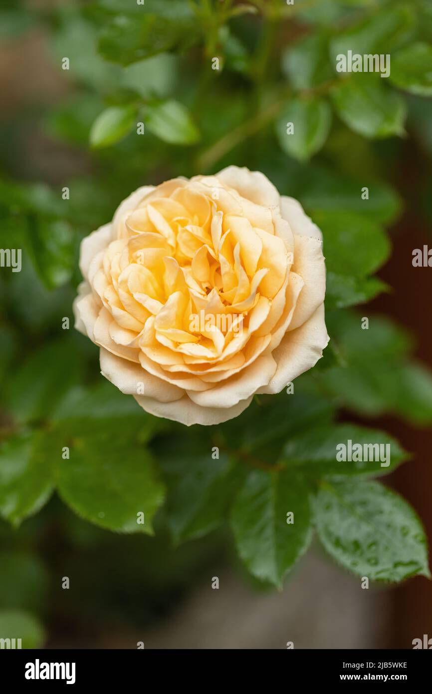 Nahaufnahme der Patio Rose - Rosa Sweet Memories eine Zwergstrauch-Rose mit blassgelben Blütenblättern, die in einem britischen Garten, England, Stockfoto