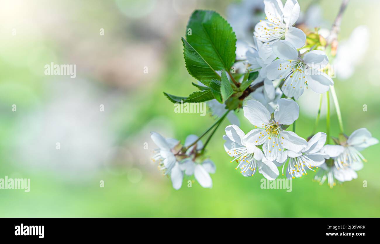 Blühende Zweige eines Obstbaums auf natürlichem Hintergrund. Stockfoto