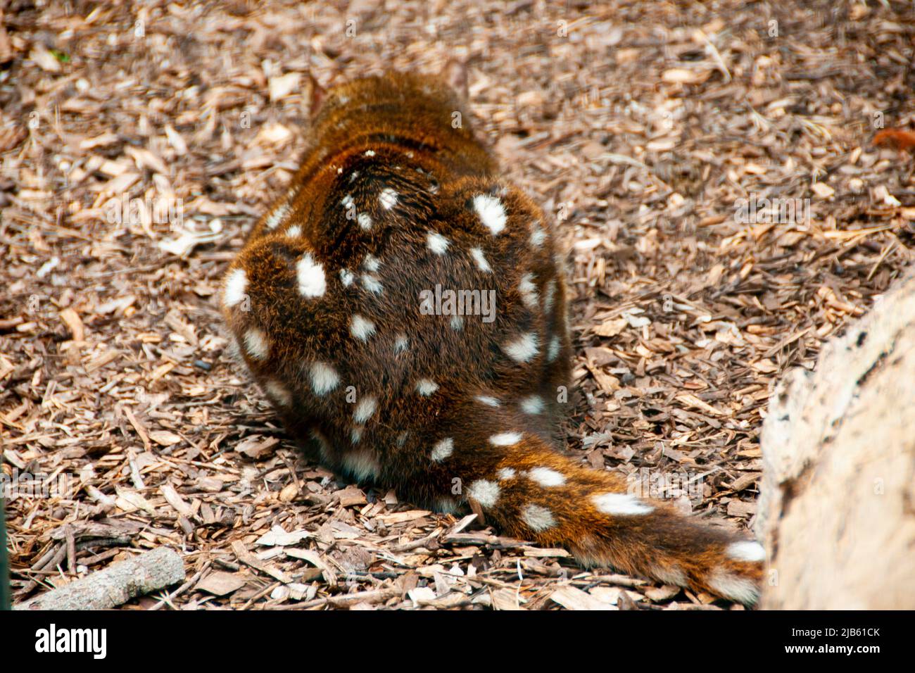 Gefleckter Schwanzquoll - Australien Stockfoto