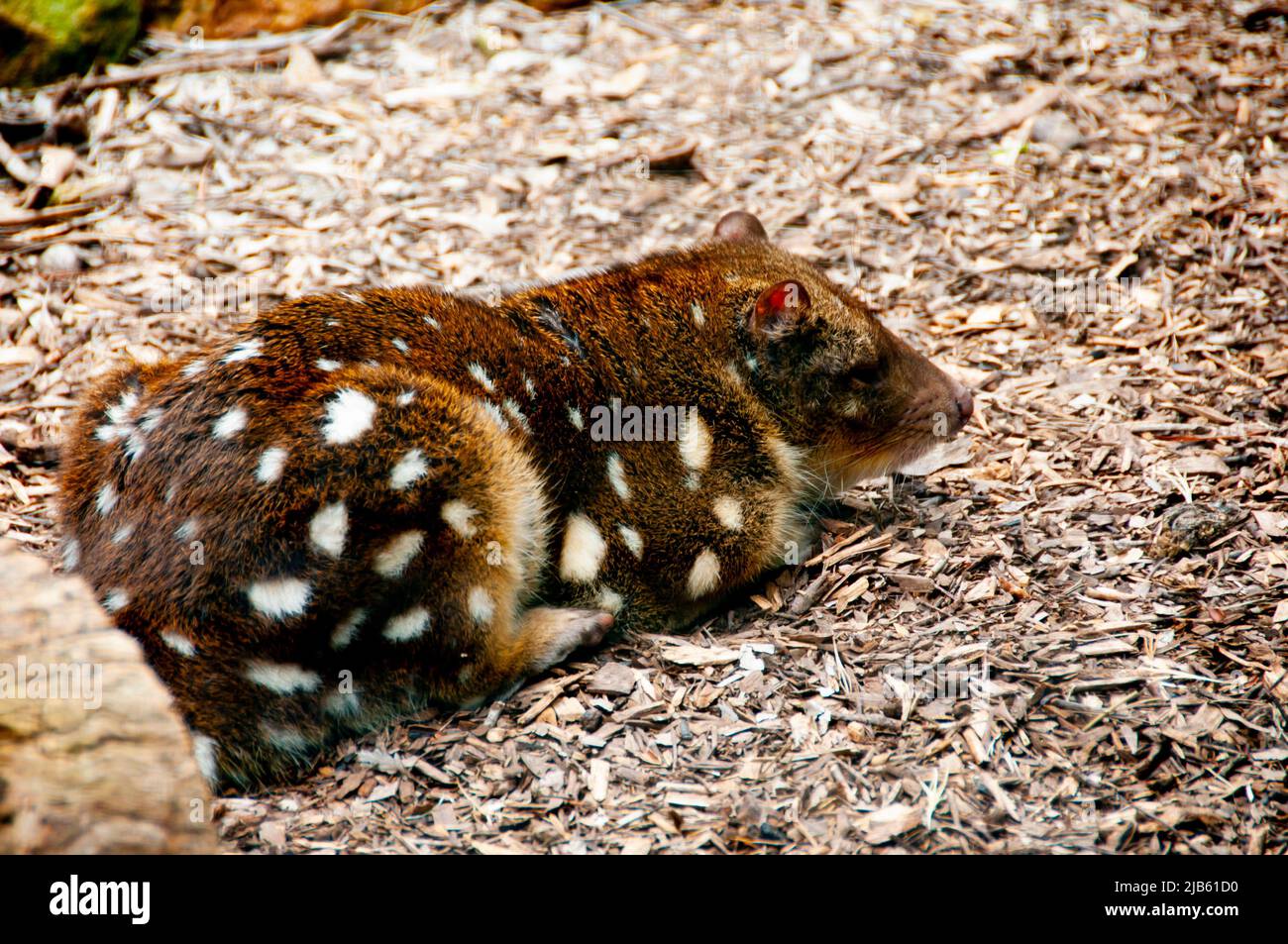 Gefleckter Schwanzquoll - Australien Stockfoto