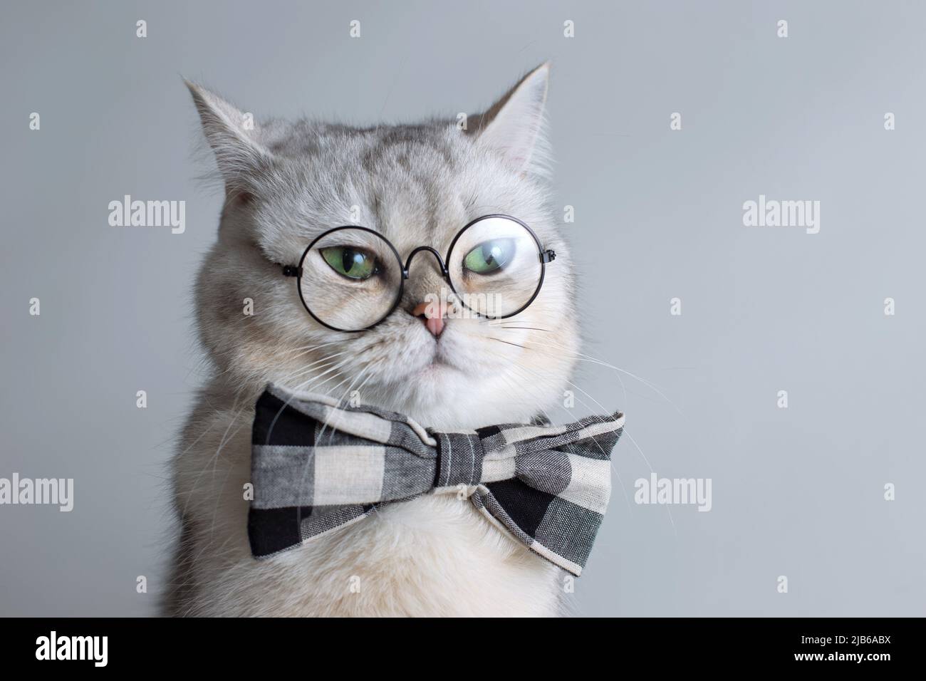 Lustige weiße Katze in einer grauen Fliege und Brille, auf grauem Hintergrund. Stockfoto