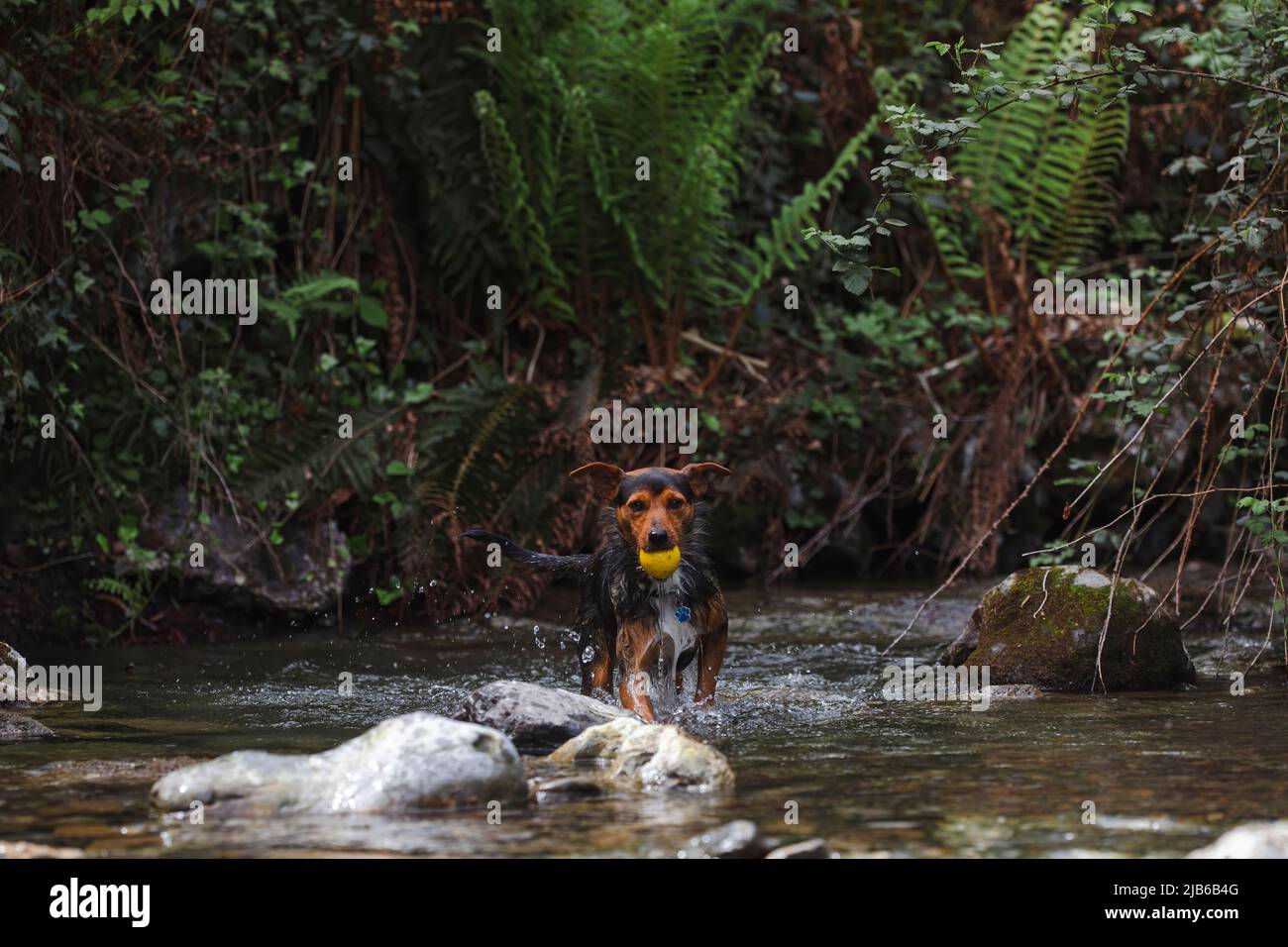 Kleiner junger schwarzer Hund im Wasser in einem Fluss, der seinen Ball aufgreift. Porträt in der Natur. Raum kopieren. Bodeguero. Stockfoto